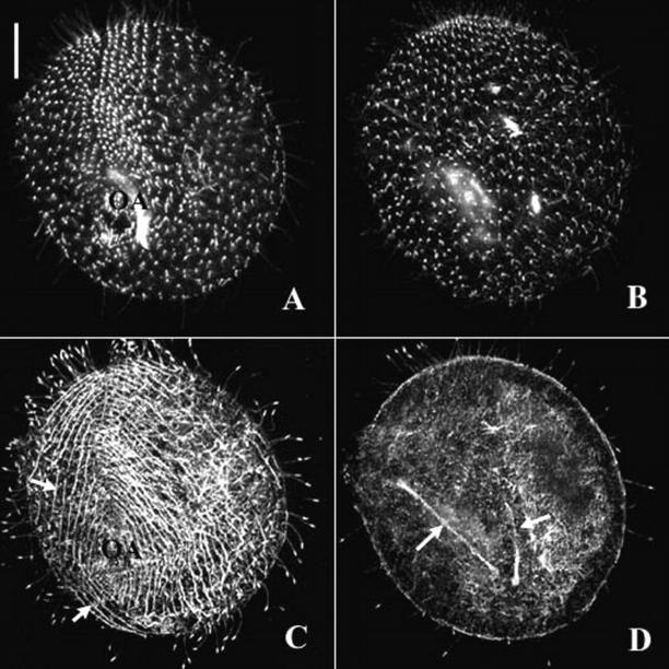 https://cdn.ncbi.nlm.nih.gov/pmc/blobs/0002/2173240/aec3d74cb307/200205028f4.jpg