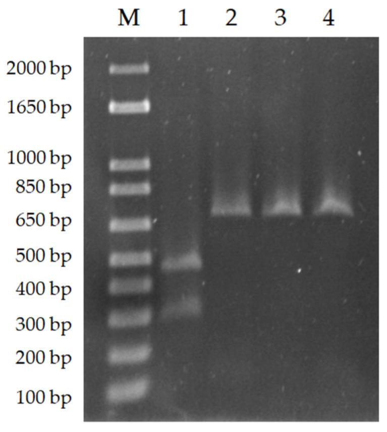 https://cdn.ncbi.nlm.nih.gov/pmc/blobs/0006/10339970/255e3dd49829/animals-13-02153-g002.jpg