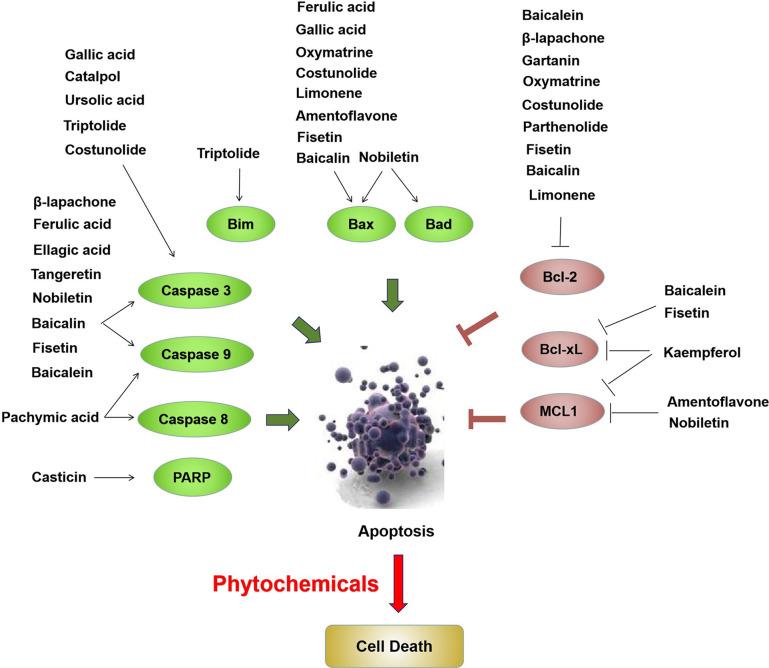 https://cdn.ncbi.nlm.nih.gov/pmc/blobs/0007/8120318/981729789c33/fonc-11-652033-g002.jpg