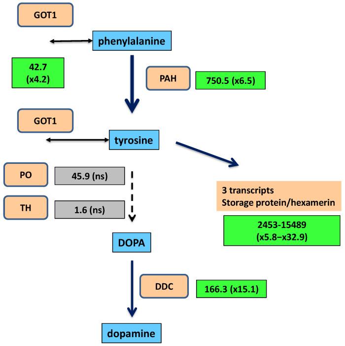 https://cdn.ncbi.nlm.nih.gov/pmc/blobs/0008/11050582/323b05529077/ijms-25-04228-g003.jpg