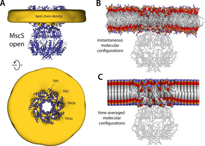 https://cdn.ncbi.nlm.nih.gov/pmc/blobs/0008/9925053/78a24bd733f9/elife-81445-fig8.jpg