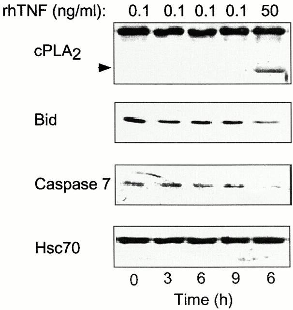 https://cdn.ncbi.nlm.nih.gov/pmc/blobs/000c/2174340/1b7da97f087e/JCB0102105.f3.jpg