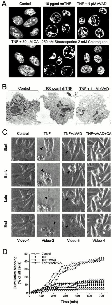 https://cdn.ncbi.nlm.nih.gov/pmc/blobs/000c/2174340/4d09662adfb9/JCB0102105.f2.jpg