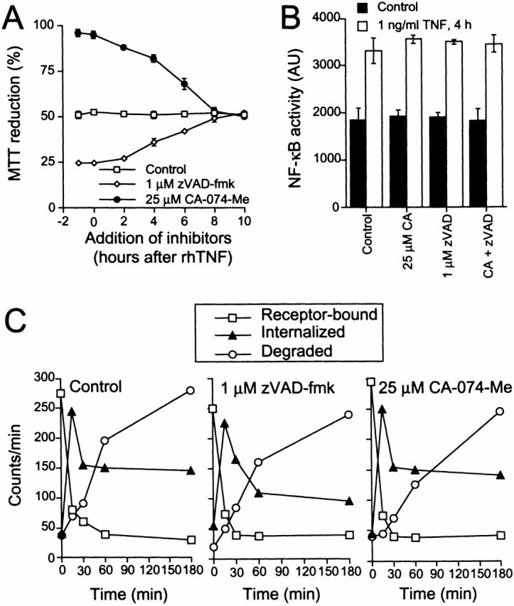 https://cdn.ncbi.nlm.nih.gov/pmc/blobs/000c/2174340/718527ba8163/JCB0102105.f4.jpg