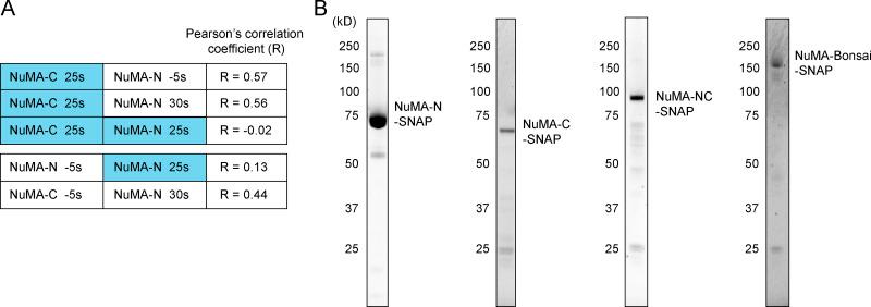 https://cdn.ncbi.nlm.nih.gov/pmc/blobs/000d/7555356/f6a1ccac978b/JCB_202004202_FigS4.jpg