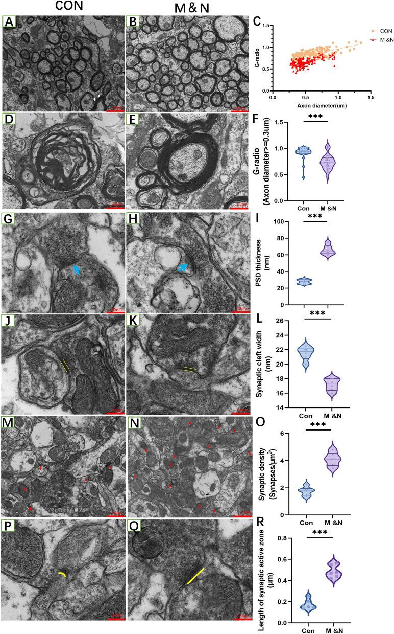 https://cdn.ncbi.nlm.nih.gov/pmc/blobs/0010/10916262/a106af89132f/13287_2024_3655_Fig5_HTML.jpg