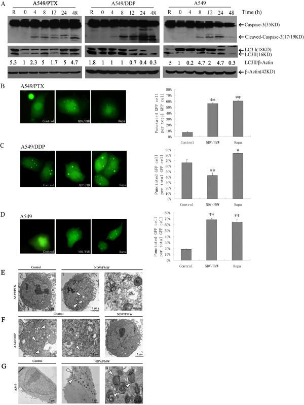 https://cdn.ncbi.nlm.nih.gov/pmc/blobs/001d/4141091/3710cc7f7e02/12885_2014_4772_Fig1_HTML.jpg