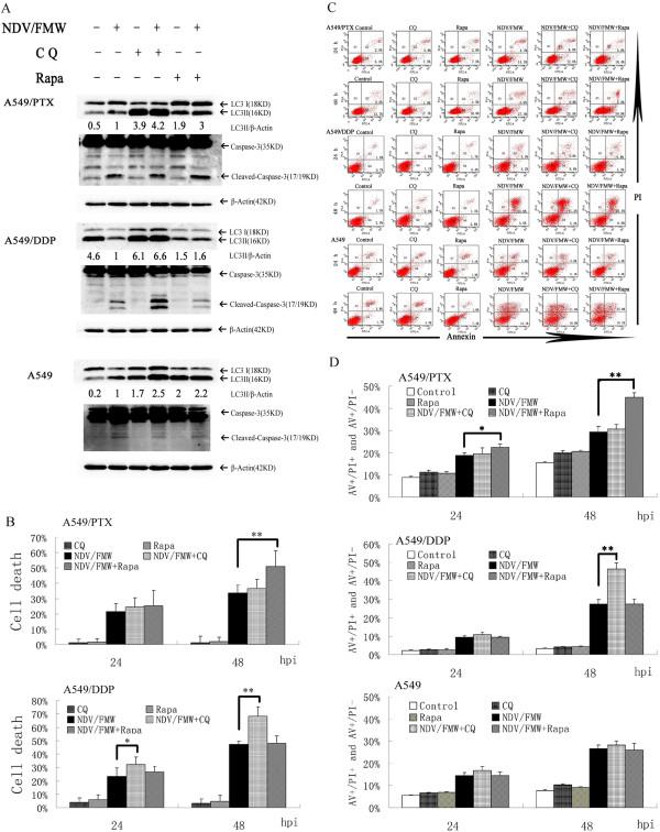 https://cdn.ncbi.nlm.nih.gov/pmc/blobs/001d/4141091/ddbb0f2b17d4/12885_2014_4772_Fig3_HTML.jpg