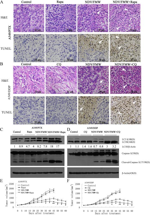 https://cdn.ncbi.nlm.nih.gov/pmc/blobs/001d/4141091/fcdb3dcc3b4b/12885_2014_4772_Fig6_HTML.jpg