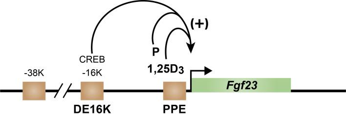 https://cdn.ncbi.nlm.nih.gov/pmc/blobs/001f/10334211/0a35c4582654/fendo-14-1213361-g006.jpg