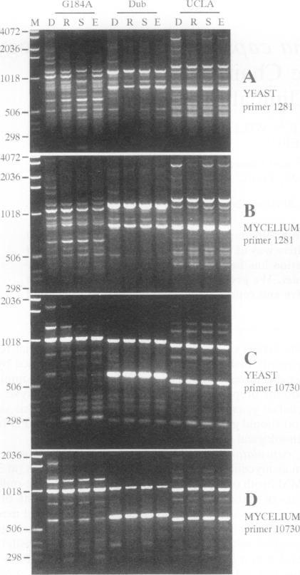 https://cdn.ncbi.nlm.nih.gov/pmc/blobs/0026/262791/a8050a04f40b/jcm00014-0304-a.jpg