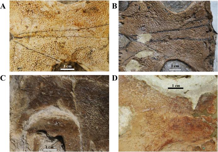 https://cdn.ncbi.nlm.nih.gov/pmc/blobs/0027/7531347/c8ae6df26621/peerj-08-9840-g007.jpg