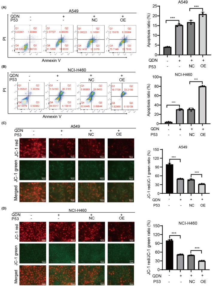 https://cdn.ncbi.nlm.nih.gov/pmc/blobs/002a/11057058/46e64a179c78/JCMM-28-e18353-g002.jpg