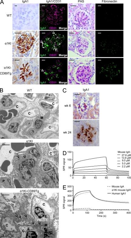 https://cdn.ncbi.nlm.nih.gov/pmc/blobs/002b/3328362/220febdf23eb/JEM_20112005_Fig1.jpg