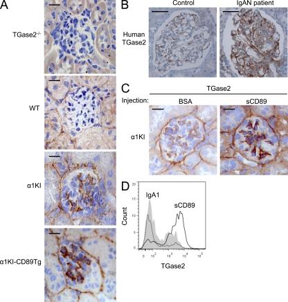 https://cdn.ncbi.nlm.nih.gov/pmc/blobs/002b/3328362/2f57e5a237b8/JEM_20112005_Fig7.jpg