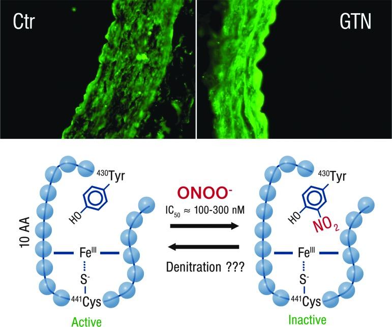 https://cdn.ncbi.nlm.nih.gov/pmc/blobs/002c/4752190/8231fbebcfda/fig-21.jpg