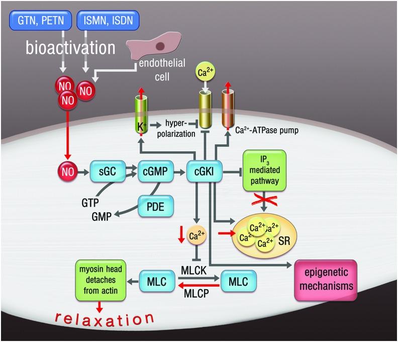 https://cdn.ncbi.nlm.nih.gov/pmc/blobs/002c/4752190/c52adaae95fc/fig-2.jpg