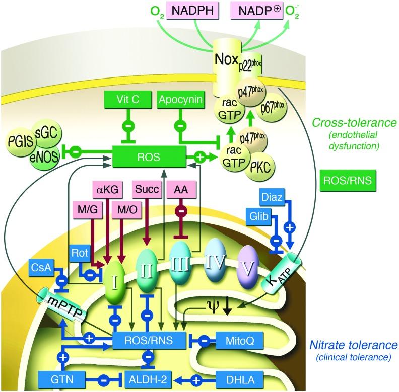 https://cdn.ncbi.nlm.nih.gov/pmc/blobs/002c/4752190/cbc8b5dd695e/fig-20.jpg