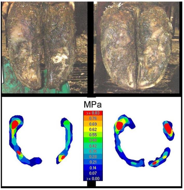 https://cdn.ncbi.nlm.nih.gov/pmc/blobs/002e/4598700/3480a190e341/animals-05-00378-g004.jpg