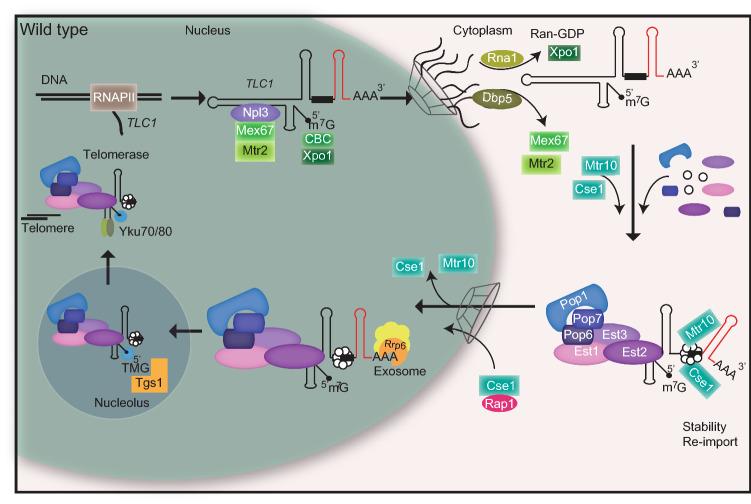 https://cdn.ncbi.nlm.nih.gov/pmc/blobs/002f/8590012/9b255603a05d/41598_2021_1599_Fig7_HTML.jpg