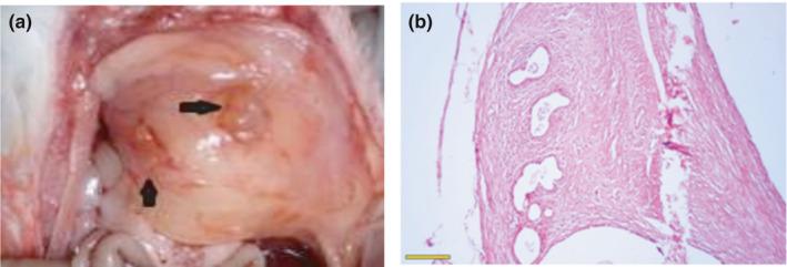 https://cdn.ncbi.nlm.nih.gov/pmc/blobs/002f/8606856/850d0697f381/PHY2-9-e15117-g005.jpg