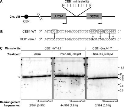 https://cdn.ncbi.nlm.nih.gov/pmc/blobs/0034/2910037/2944c95744b5/gkq136f3.jpg