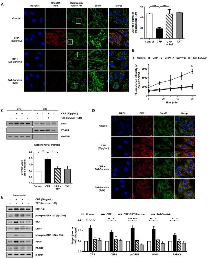 https://cdn.ncbi.nlm.nih.gov/pmc/blobs/0035/10761750/5e52889acd76/bmb-56-12-663-f4.jpg