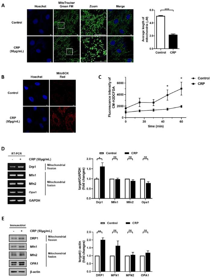 https://cdn.ncbi.nlm.nih.gov/pmc/blobs/0035/10761750/fb952721d7fb/bmb-56-12-663-f1.jpg