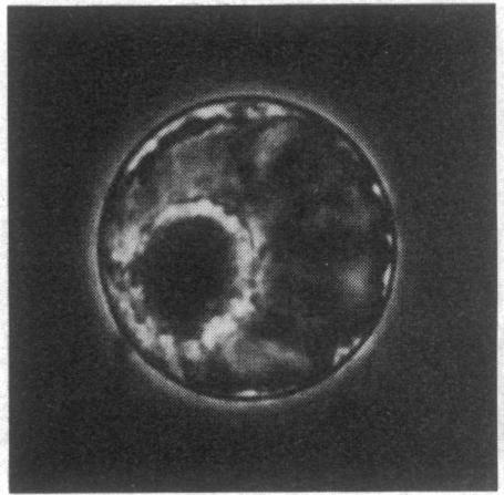 https://cdn.ncbi.nlm.nih.gov/pmc/blobs/0035/322798/20b6fe9bf779/pnas00305-0110-c.jpg