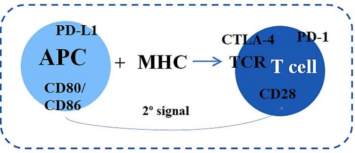 https://cdn.ncbi.nlm.nih.gov/pmc/blobs/0035/9871265/4020b282e7a1/apb-13-88-g001.jpg