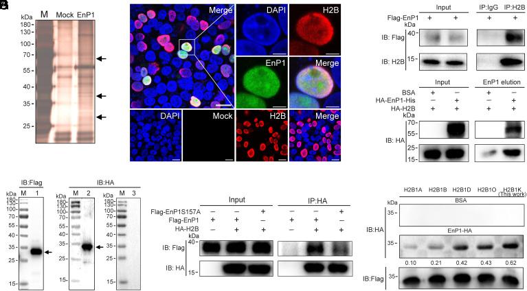https://cdn.ncbi.nlm.nih.gov/pmc/blobs/0036/11348272/0f116d724c33/pnas.2400657121fig03.jpg