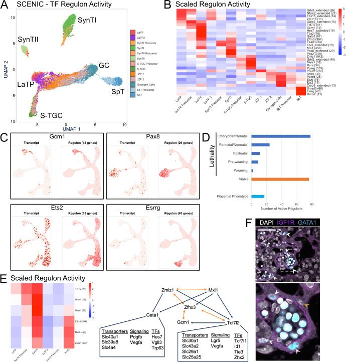 https://cdn.ncbi.nlm.nih.gov/pmc/blobs/0037/7669270/82085bf571d7/elife-60266-fig6.jpg
