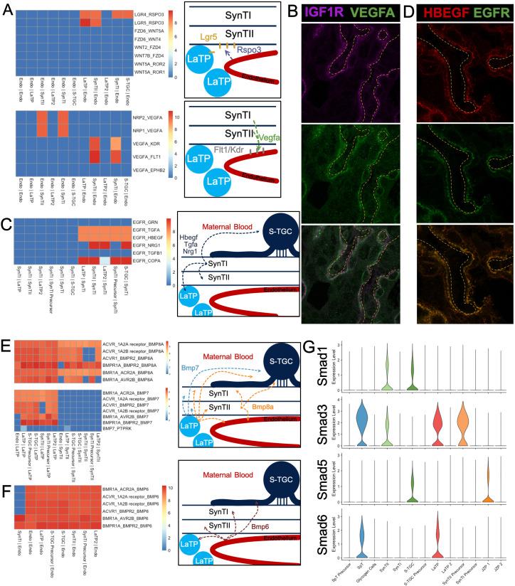 https://cdn.ncbi.nlm.nih.gov/pmc/blobs/0037/7669270/d18ca220209d/elife-60266-fig5.jpg