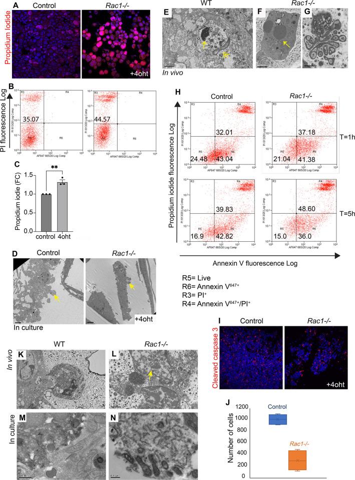 https://cdn.ncbi.nlm.nih.gov/pmc/blobs/0042/9851507/476e25a2cf11/pbio.3001583.g007.jpg