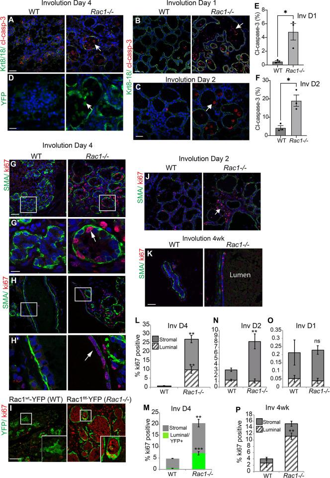 https://cdn.ncbi.nlm.nih.gov/pmc/blobs/0042/9851507/4d0b186d3c11/pbio.3001583.g003.jpg