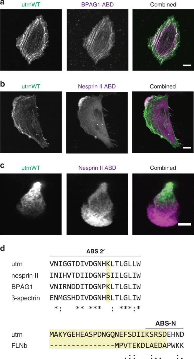 https://cdn.ncbi.nlm.nih.gov/pmc/blobs/0044/7688639/cbe8e2f905b0/41467_2020_19768_Fig7_HTML.jpg