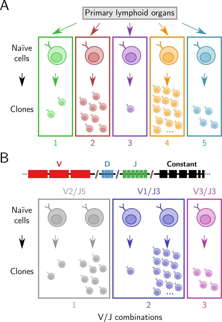 https://cdn.ncbi.nlm.nih.gov/pmc/blobs/0046/8880994/ebf1deae7c75/elife-65117-fig2-figsupp1.jpg