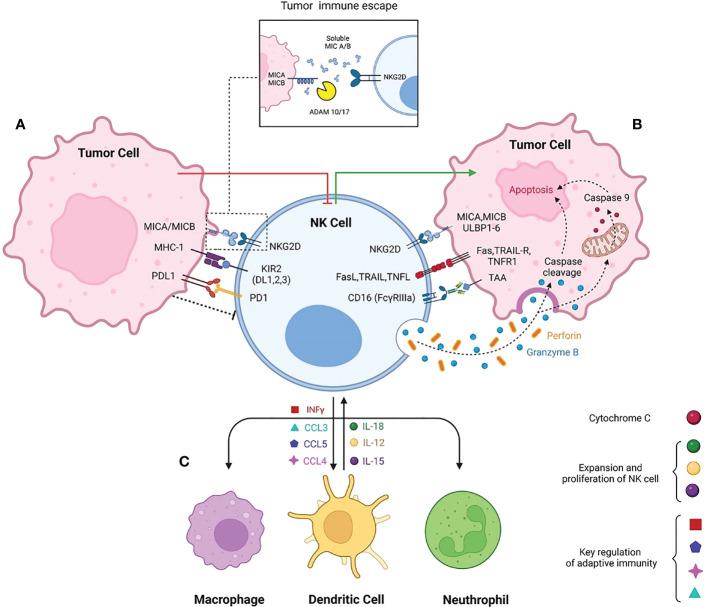 https://cdn.ncbi.nlm.nih.gov/pmc/blobs/0046/9846259/7a3df062e2cf/fonc-12-1077053-g001.jpg