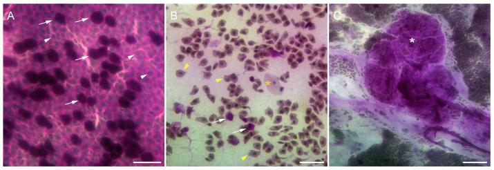 https://cdn.ncbi.nlm.nih.gov/pmc/blobs/0047/11048876/1c7347c2caf5/diseases-12-00076-g004.jpg