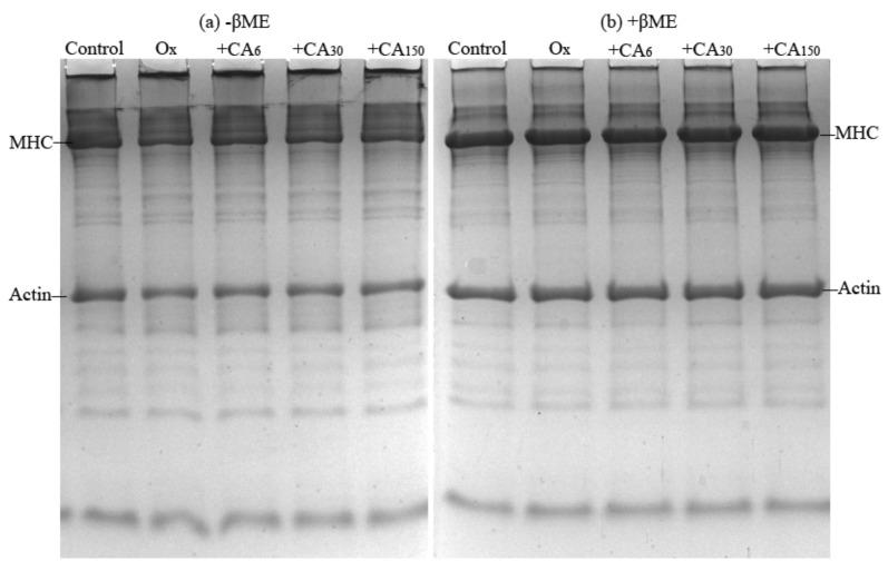 https://cdn.ncbi.nlm.nih.gov/pmc/blobs/0048/6749205/884ebb3919cf/molecules-24-03205-g003.jpg