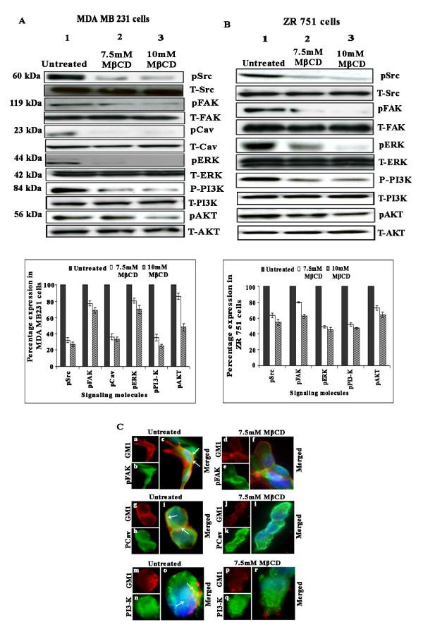 https://cdn.ncbi.nlm.nih.gov/pmc/blobs/0049/3002355/7dea8533b90b/1471-2407-10-647-5.jpg