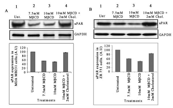 https://cdn.ncbi.nlm.nih.gov/pmc/blobs/0049/3002355/a07dc5dcf59c/1471-2407-10-647-8.jpg