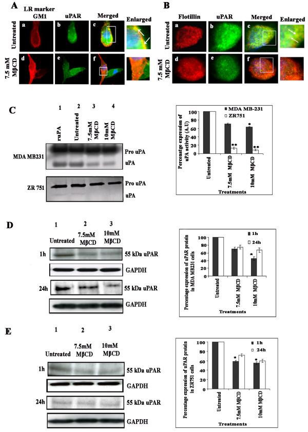 https://cdn.ncbi.nlm.nih.gov/pmc/blobs/0049/3002355/ef4e025fba48/1471-2407-10-647-1.jpg