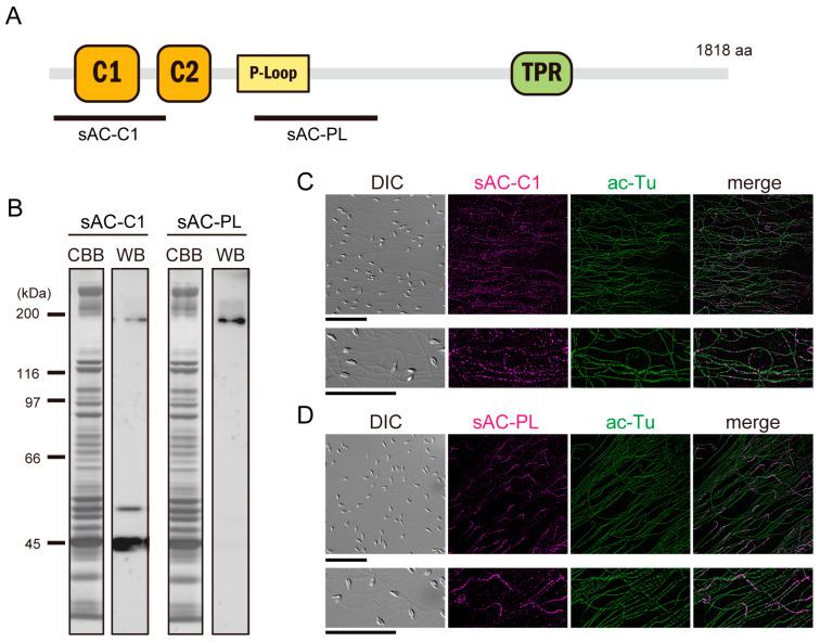 https://cdn.ncbi.nlm.nih.gov/pmc/blobs/004c/10668965/d2fd518a8d74/biomolecules-13-01594-g001.jpg