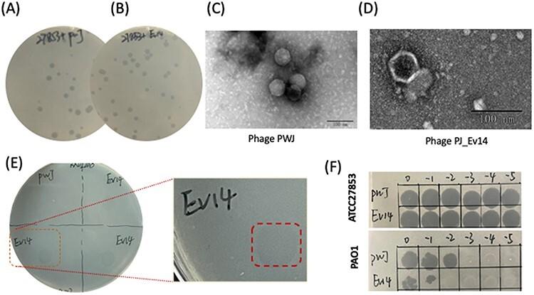 https://cdn.ncbi.nlm.nih.gov/pmc/blobs/0050/10712906/df8801052ea0/vead067f1.jpg