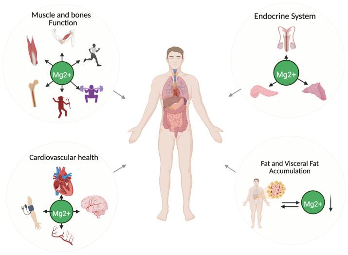 https://cdn.ncbi.nlm.nih.gov/pmc/blobs/0056/12251677/895e8bf47c31/nutrients-17-02226-g002.jpg