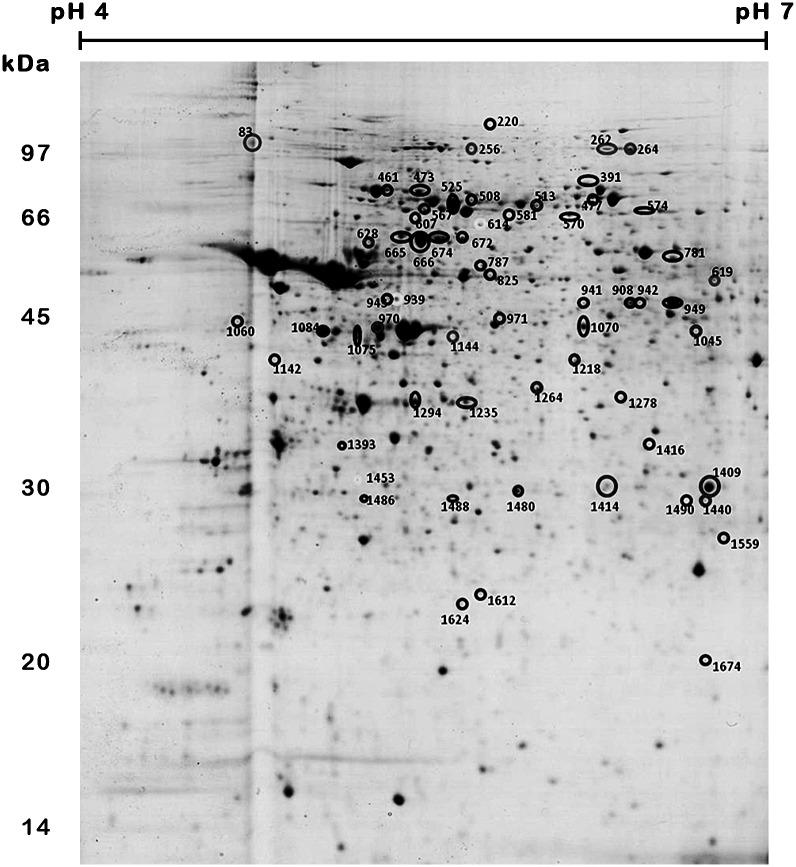 https://cdn.ncbi.nlm.nih.gov/pmc/blobs/0056/4995053/20ec38283262/pntd.0004951.g002.jpg