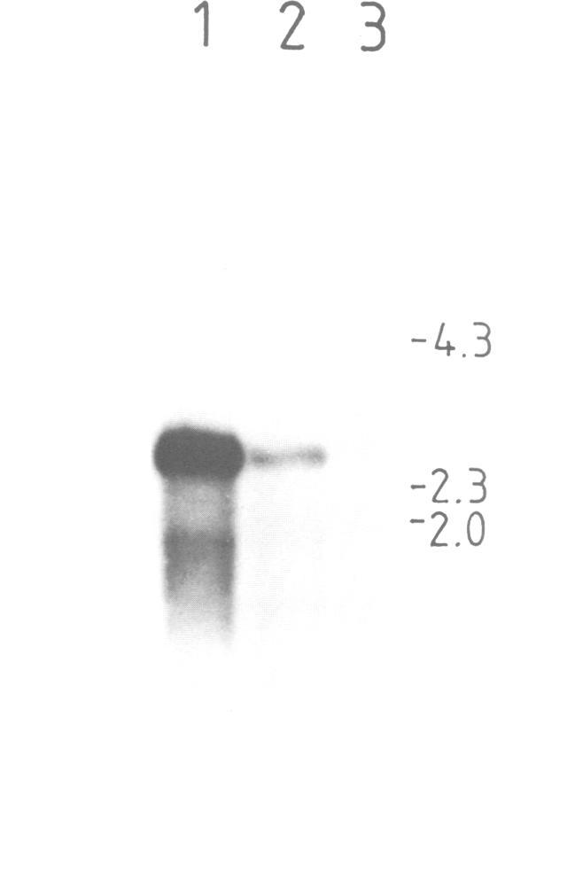 https://cdn.ncbi.nlm.nih.gov/pmc/blobs/0056/553920/334b5bfdc5e9/emboj00245-0067-a.jpg