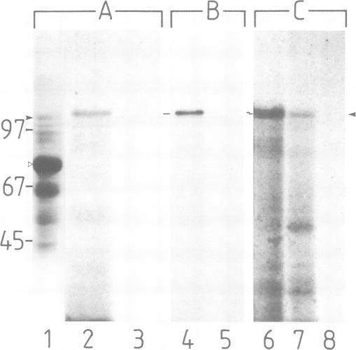 https://cdn.ncbi.nlm.nih.gov/pmc/blobs/0056/553920/4d8d5b516d0f/emboj00245-0066-a.jpg