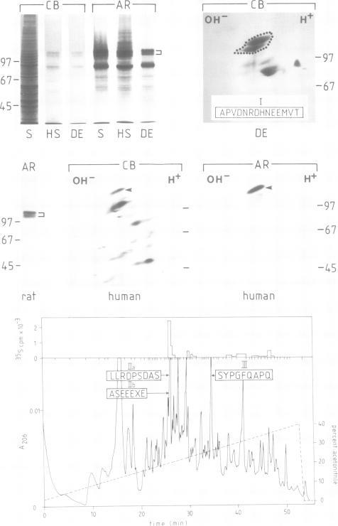 https://cdn.ncbi.nlm.nih.gov/pmc/blobs/0056/553920/614caec989e7/emboj00245-0064-a.jpg